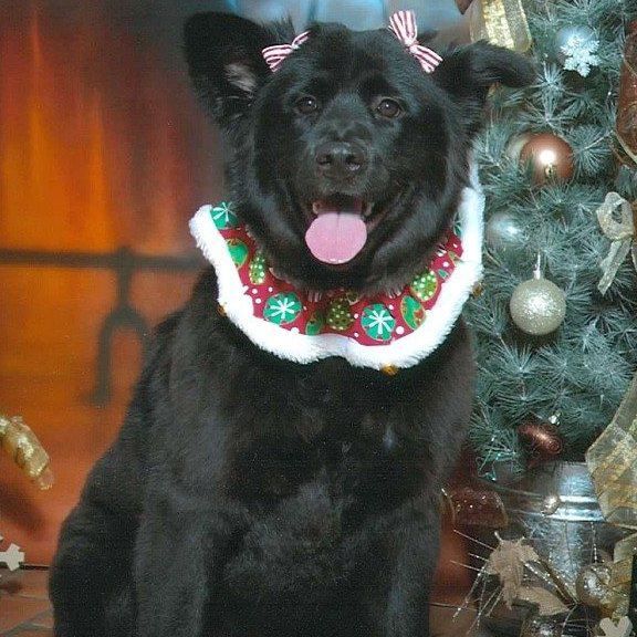 The Times Cutest Pets of Winter 2018